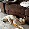 Anaya a rejoint le concours — aidez-le/la à gagner de superbes lots ! dog, canine, pet, sleeping, relaxing, indoor, floor, tile_floor, brown_couch, furniture, white_fur, orange_fur, paw, cozy, resting, household, casual, nap, domestic_animal, side_view