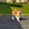 Anaya a rejoint le concours — aidez-le/la à gagner de superbes lots ! dog, puppy, akita, walking, pavement, grass, sunlight, shadow, tree, outdoor, nature, pet, canine, fur, mammal, animal, young, cute, daytime, garden