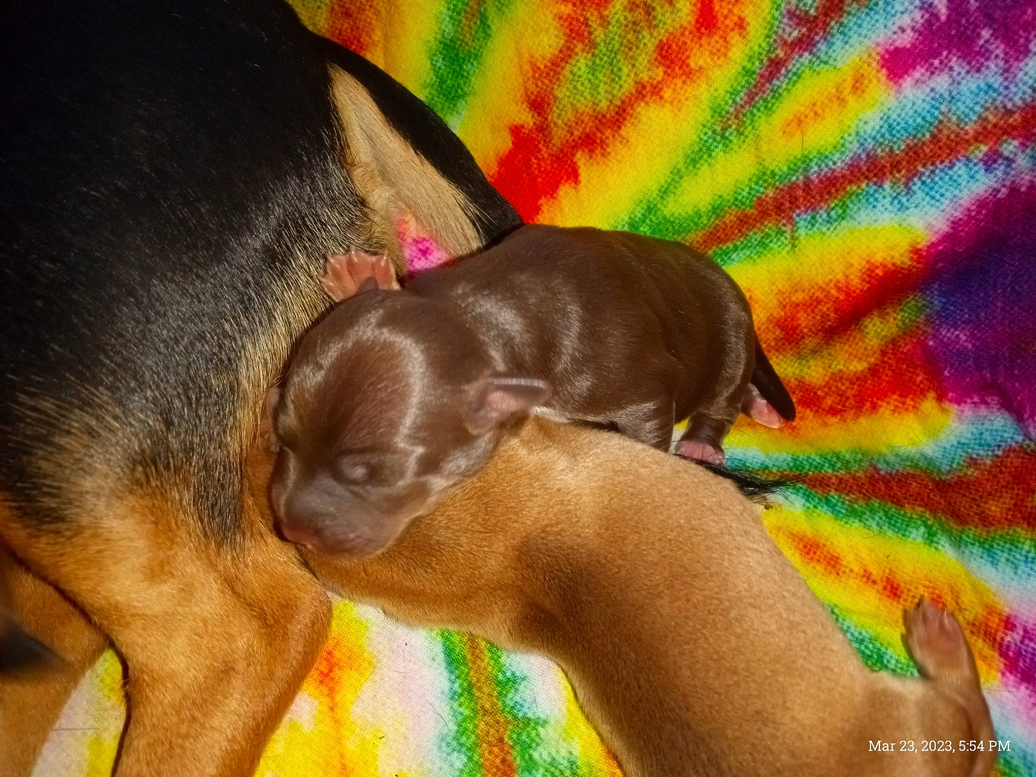 Puppies is registered to the contest to win money with this photo: canidae, carnivore, comfort, companion_dog, dog, dog_breed, ear, fawn, liver, non_sporting_group, pattern, puppy, snout, sporting_group, tail, terrestrial_animal, toy_dog, vertebrate, whiskers, working_animal