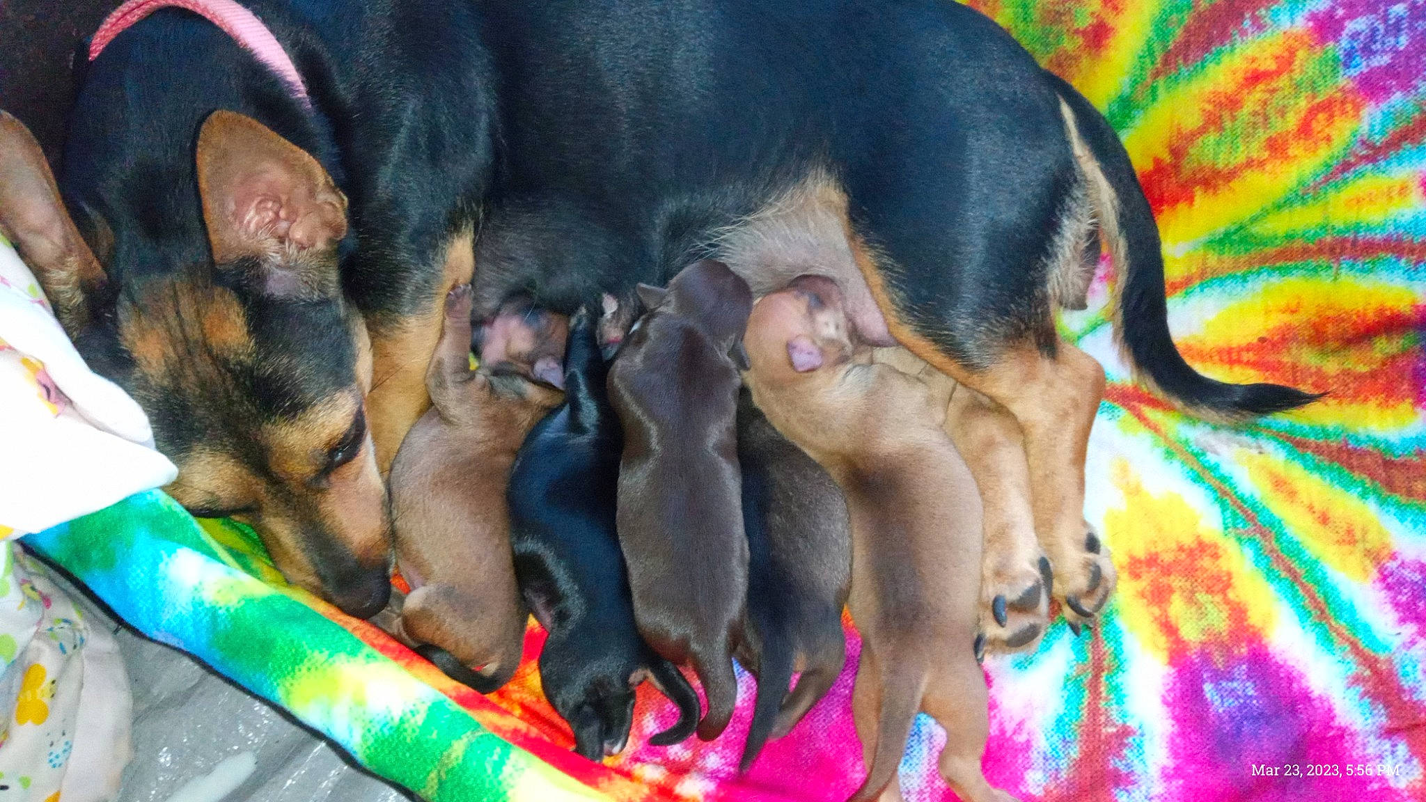 Puppies joined the competition — help win amazing prizes! canidae, carnivore, comfort, companion_dog, dog, dog_breed, dog_supply, paw, snout, sporting_group, terrestrial_animal, working_dog