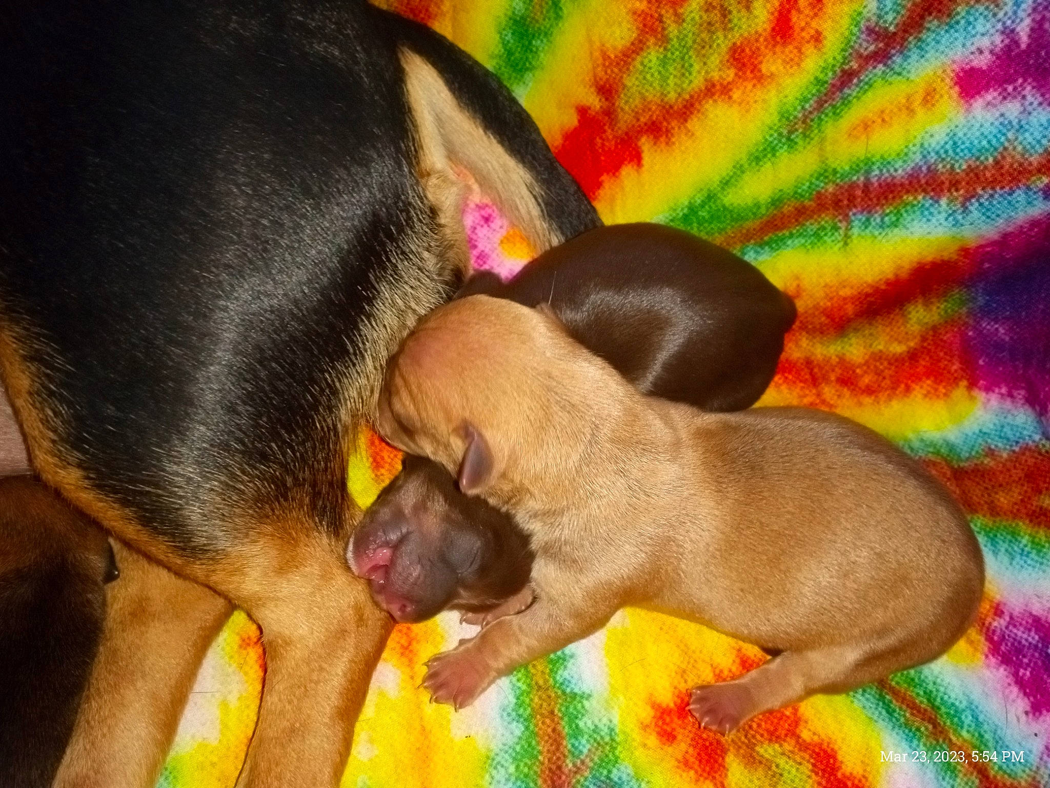 Puppies joined the competition — help win amazing prizes! biting, canidae, carnivore, comfort, companion_dog, dog, dog_breed, dog_supply, ear, fawn, liver, mammal, paw, snout, sporting_group, tail, terrestrial_animal, toy_dog, vertebrate, working_animal