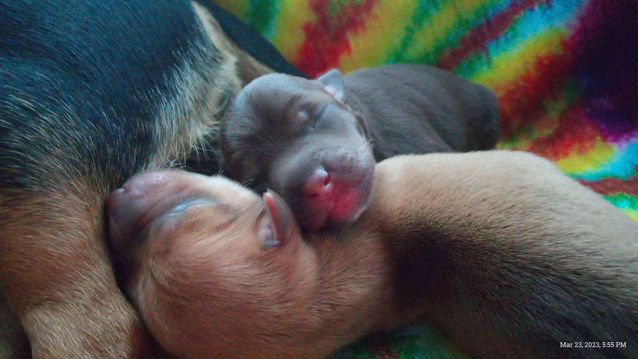 Puppies joined the competition — help win amazing prizes! carnivore, comfort, companion_dog, corgi_chihuahua, dog, dog_breed, fawn, flesh, fur, liver, mammal, snout, sporting_group, terrestrial_animal, vertebrate, working_animal