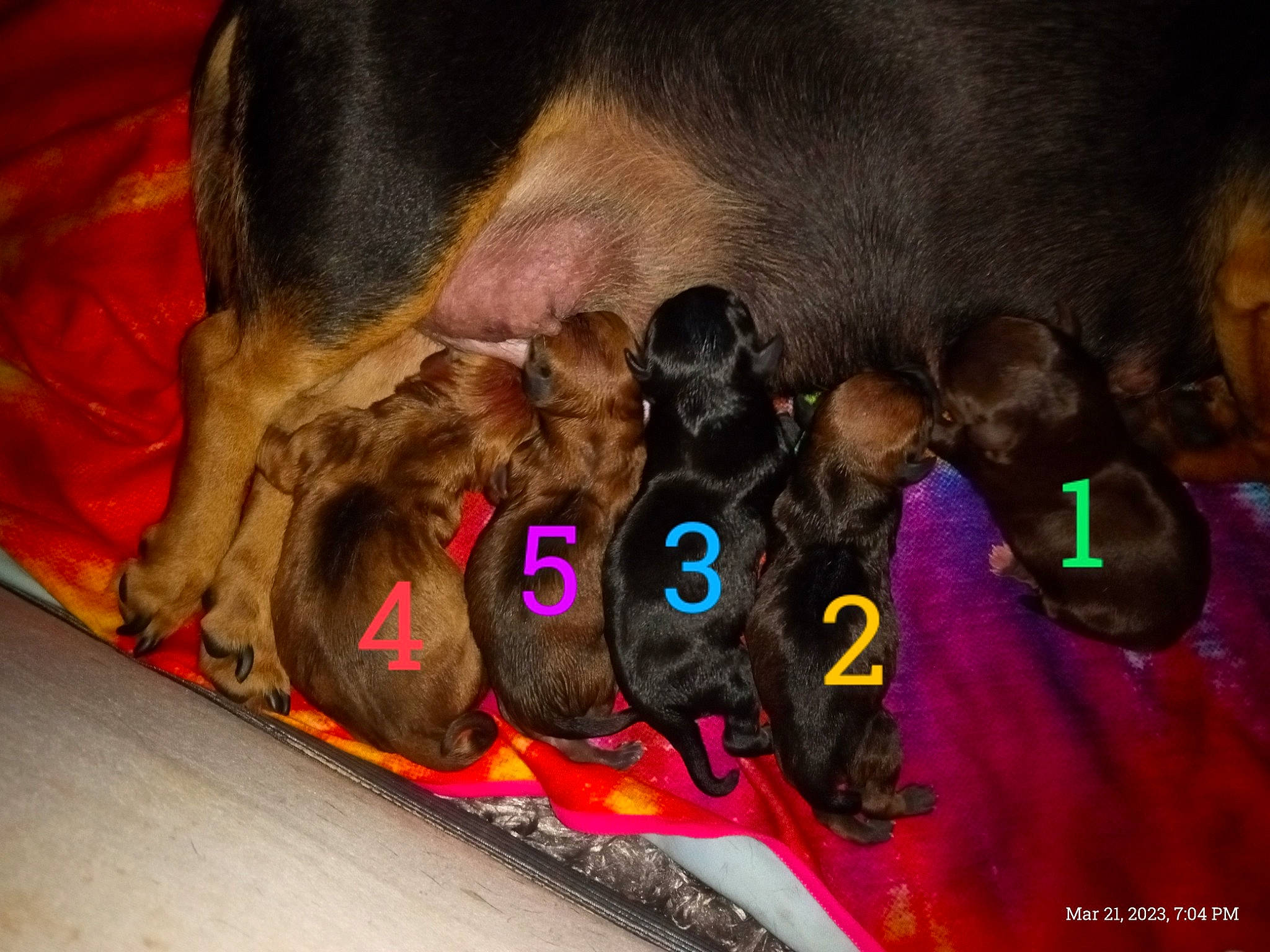 Puppies is registered to the contest to win money with this photo: canidae, carmine, carnivore, claw, comfort, companion_dog, dog, dog_breed, dog_supply, fawn, foot, fur, guard_dog, liver, paw, pet_supply, snout, sporting_group, whiskers, working_animal