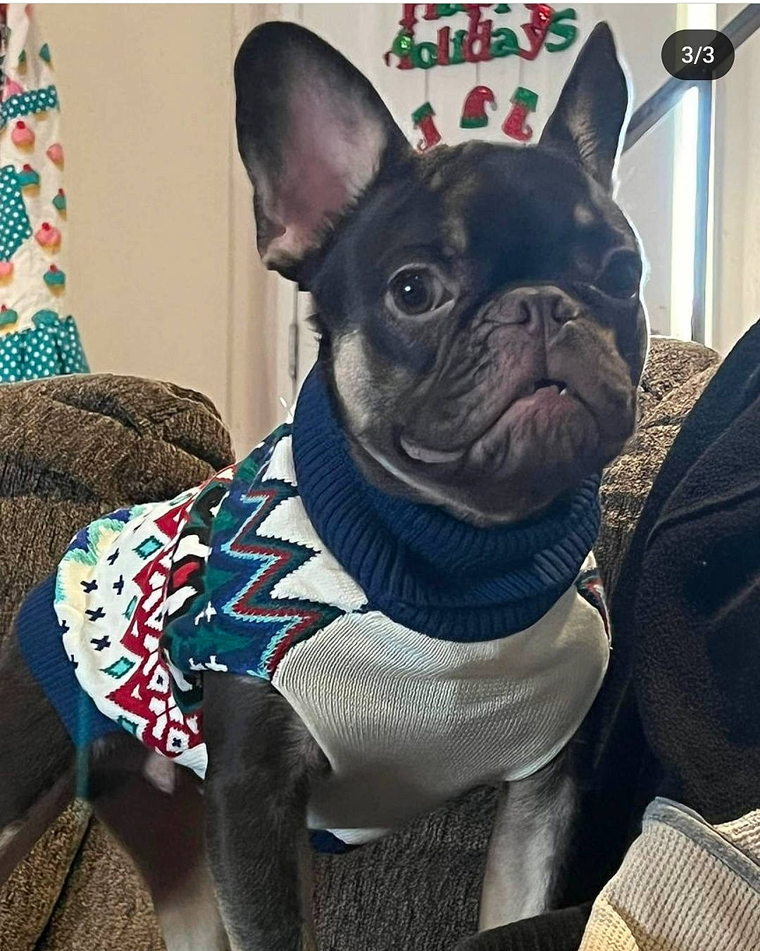 Grim joined the competition — help win amazing prizes! bulldog, canidae, carnivore, collar, comfort, companion_dog, dog, dog_breed, dog_collar, ear, electric_blue, fawn, head, sculpture, snout, sporting_group, terrestrial_animal, toy_dog, whiskers, working_animal