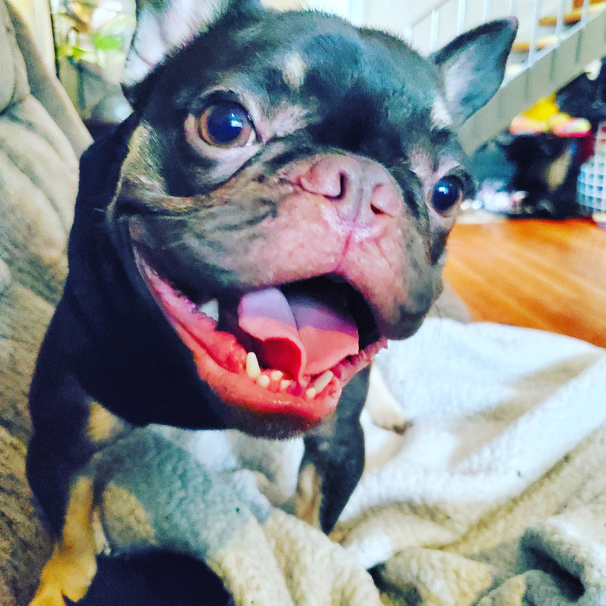 Grim joined the competition — help win amazing prizes! bulldog, canidae, carnivore, companion_dog, dog, dog_breed, dog_collar, ear, fang, fawn, fur, happy, jaw, selfie, snout, sporting_group, toy_dog, whiskers, working_animal, wrinkle