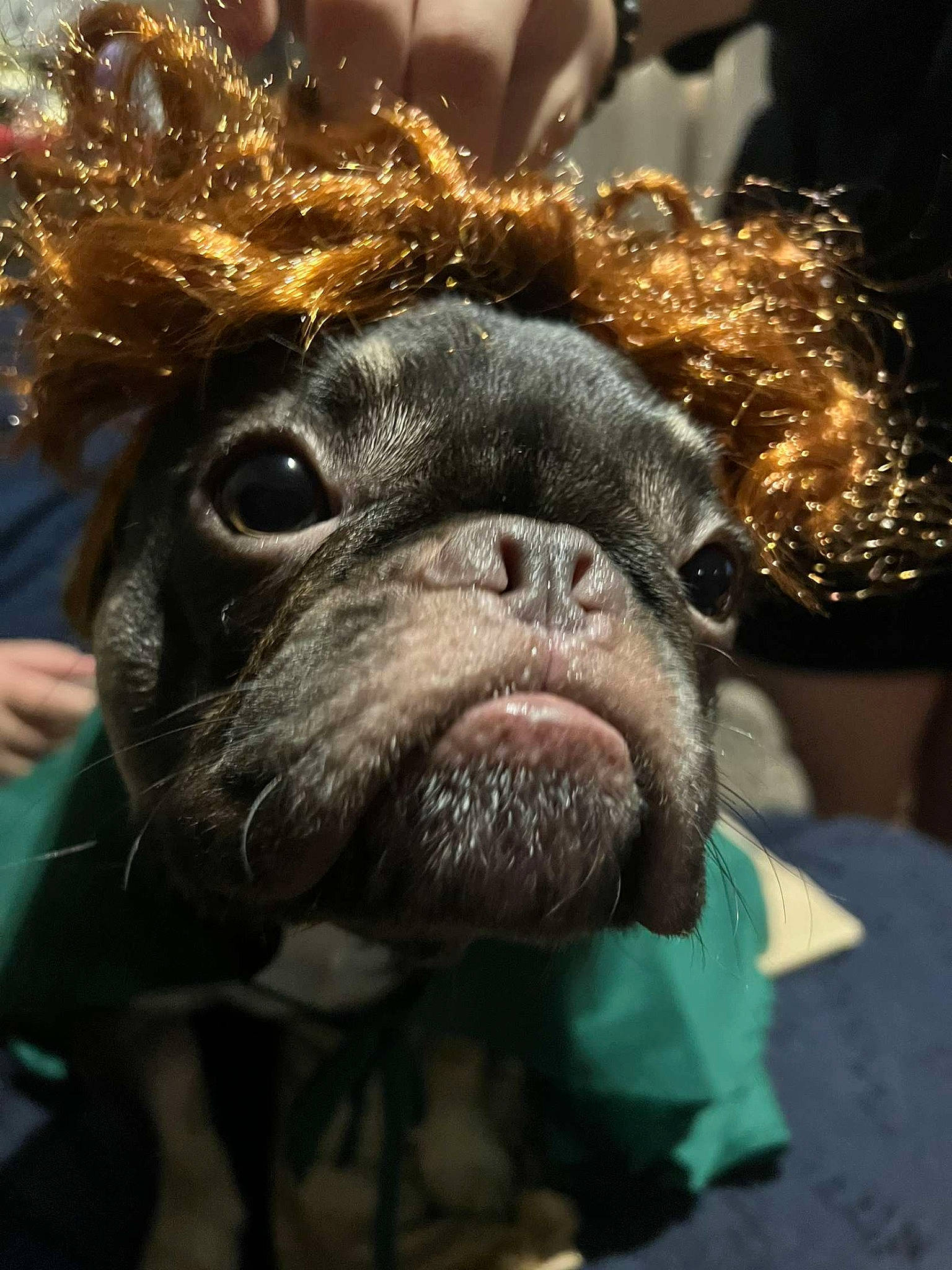 Grim is registered to the contest to win money with this photo: bulldog, canidae, carnivore, companion_dog, dog, dog_breed, ear, event, eye, fawn, fur, liver, pug, snout, sporting_group, terrestrial_animal, toy_dog, whiskers, working_animal, wrinkle