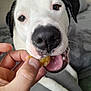 dog, pet, close_up, black_and_white, nose, mouth, tongue, teeth, hand, treat, couch, indoor, animal, fur, paw, happy, eating, canine, domestic_animal, friendly