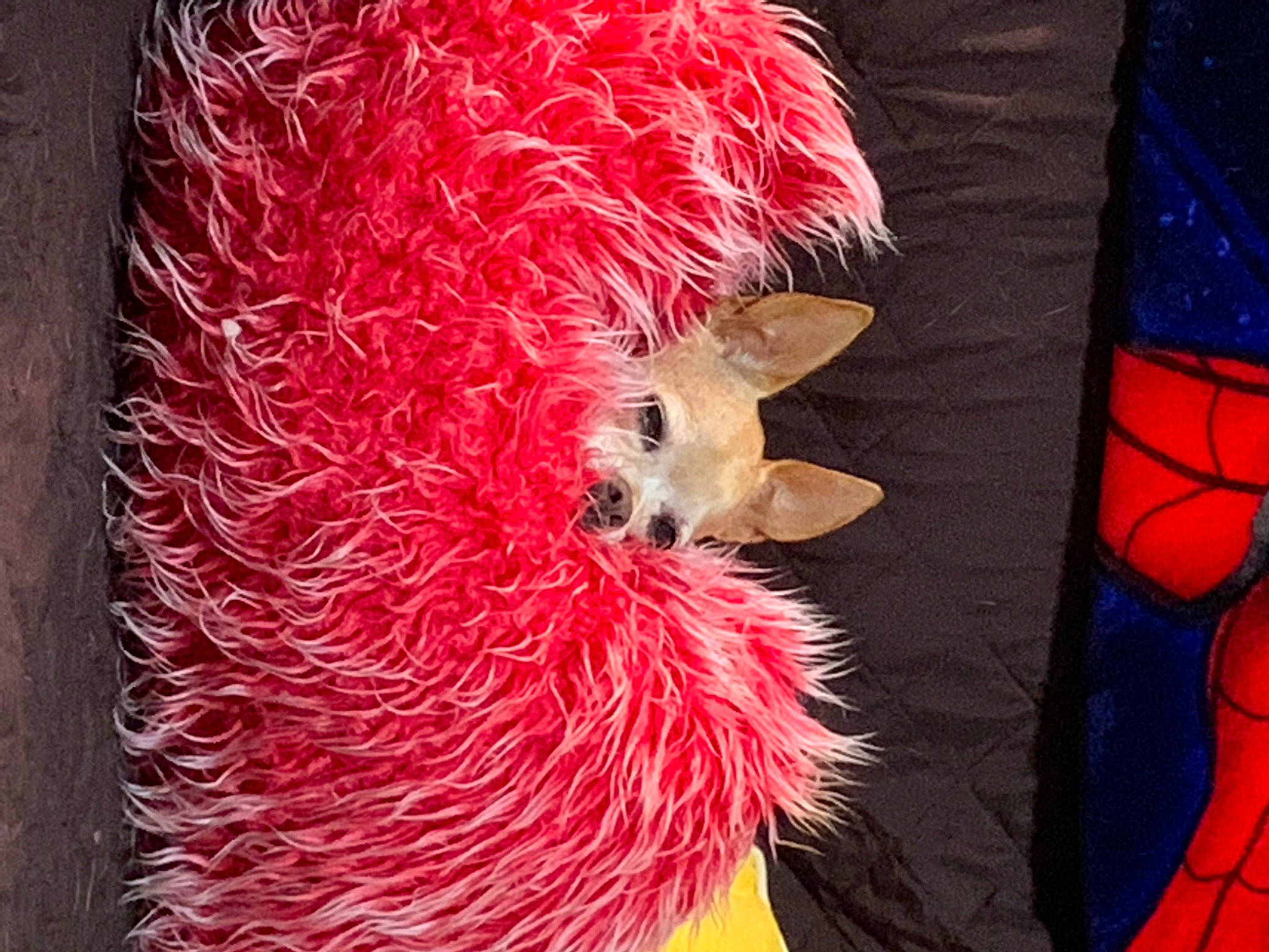Daisy is registered to the contest to win money with this photo: carmine, event, fashion_design, feather, fur, magenta, natural_material, peach, red, tail, window