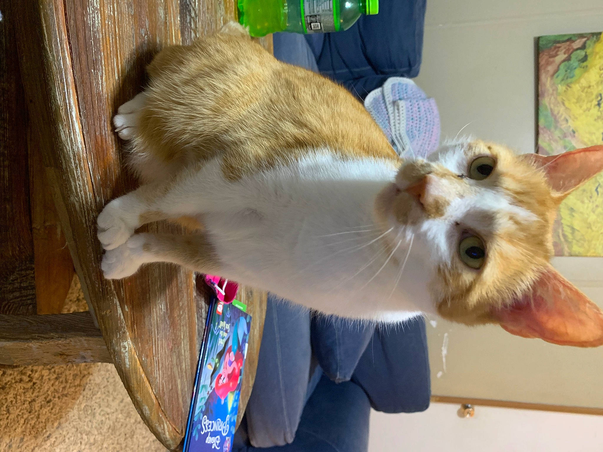 Apollo joined the competition — help win amazing prizes! canidae, carnivore, cat, claw, collar, companion_dog, devon_rex, dog_breed, domestic_short_haired_cat, fawn, felidae, fur, paw, pet_supply, small_to_medium_sized_cats, sporting_group, tail, whiskers, wood