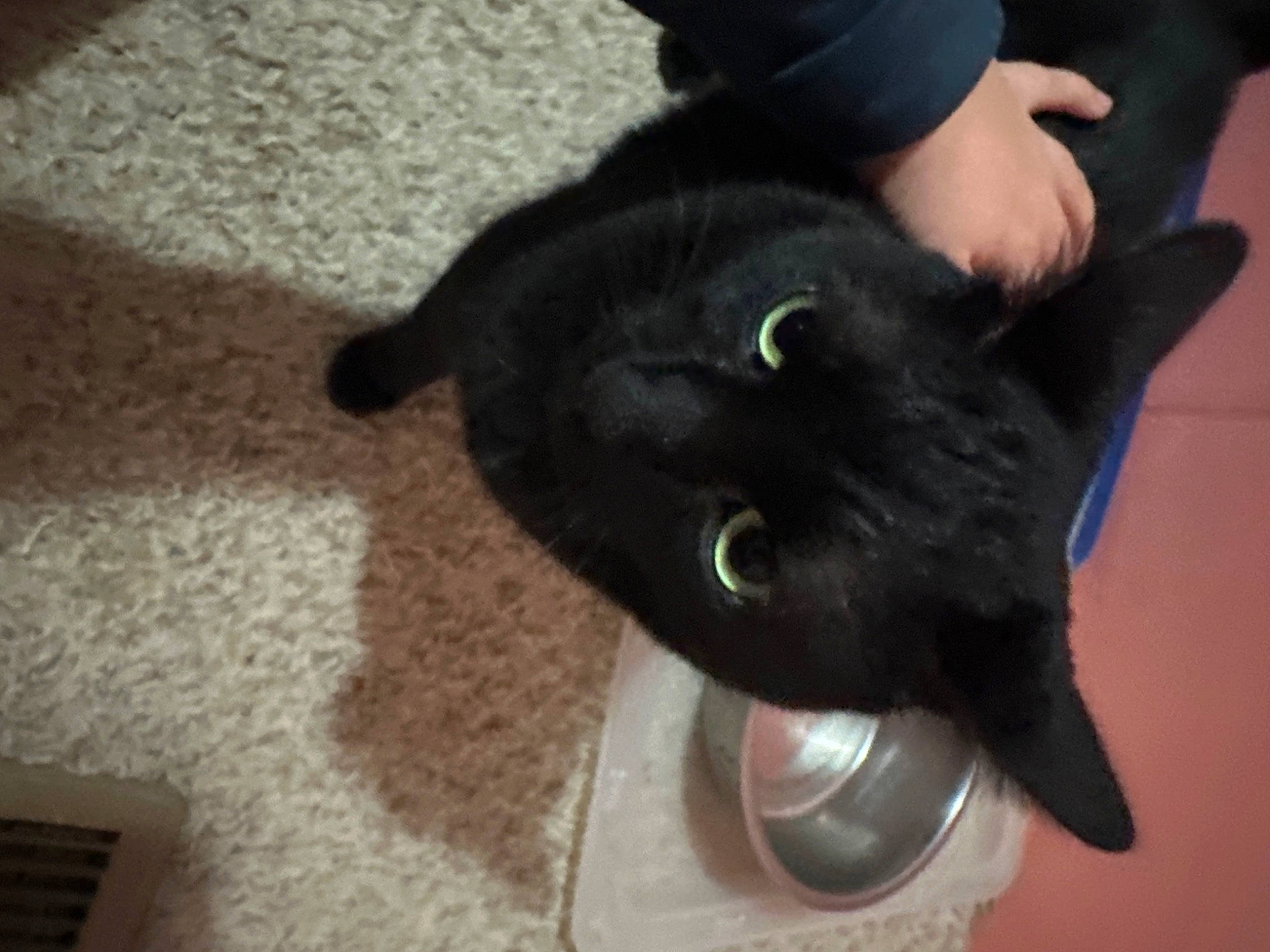 Inky is registered to the contest to win money with this photo: black_cat, carnivore, cat, domestic_short_haired_cat, felidae, flooring, fur, gesture, plant, small_to_medium_sized_cats, tail, whiskers