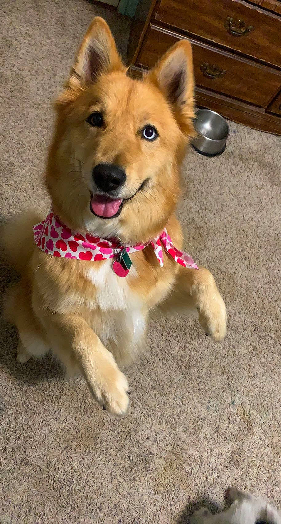 Penny is registered to the contest to win money with this photo: canidae, carnivore, collar, companion_dog, dog, dog_breed, dog_clothes, dog_collar, dog_supply, event, fashion_accessory, fawn, firefighter, fur, leash, paw, pomeranian, snout, sporting_group, whiskers