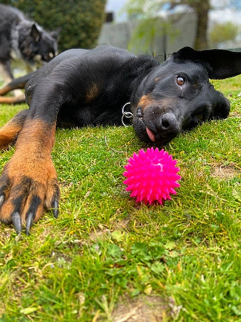 Laika a rejoint le concours — aidez-le/la à gagner de superbes lots ! ball, canidae, carnivore, companion_dog, dog, dog_breed, dog_sports, flower, garden, grass, grassland, guard_dog, lawn, pasture, plant, sporting_group, sports_toy, tree, vertebrate, working_dog