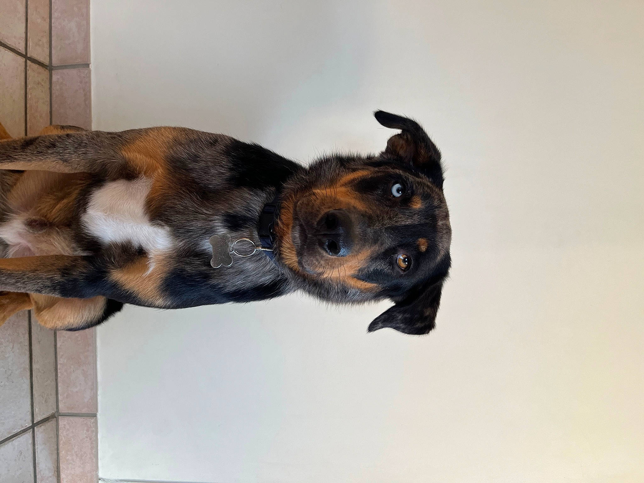 Ralph participe au concours pour gagner de l'argent avec cette photo : canidae, carnivore, companion_dog, dog, dog_breed, dog_supply, ear, fawn, fur, guard_dog, liver, paw, pet_supply, snout, sporting_group, tail, terrestrial_animal, whiskers, working_animal, working_dog