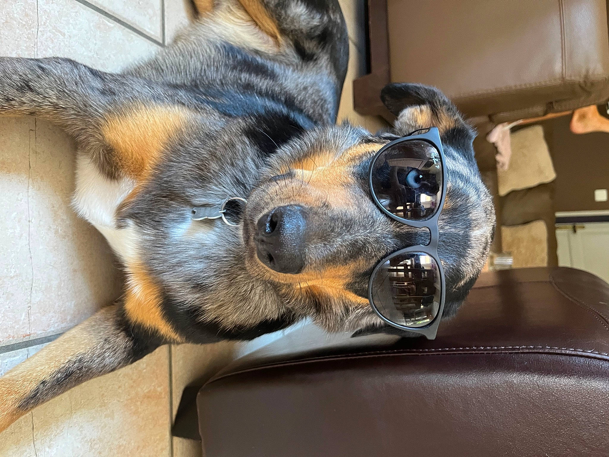 Ralph a rejoint le concours — aidez-le/la à gagner de superbes lots ! canidae, carnivore, claw, comfort, companion_dog, couch, dog, dog_breed, ear, fawn, fur, guard_dog, leg, paw, snout, sporting_group, tail, terrestrial_animal, whiskers, working_animal