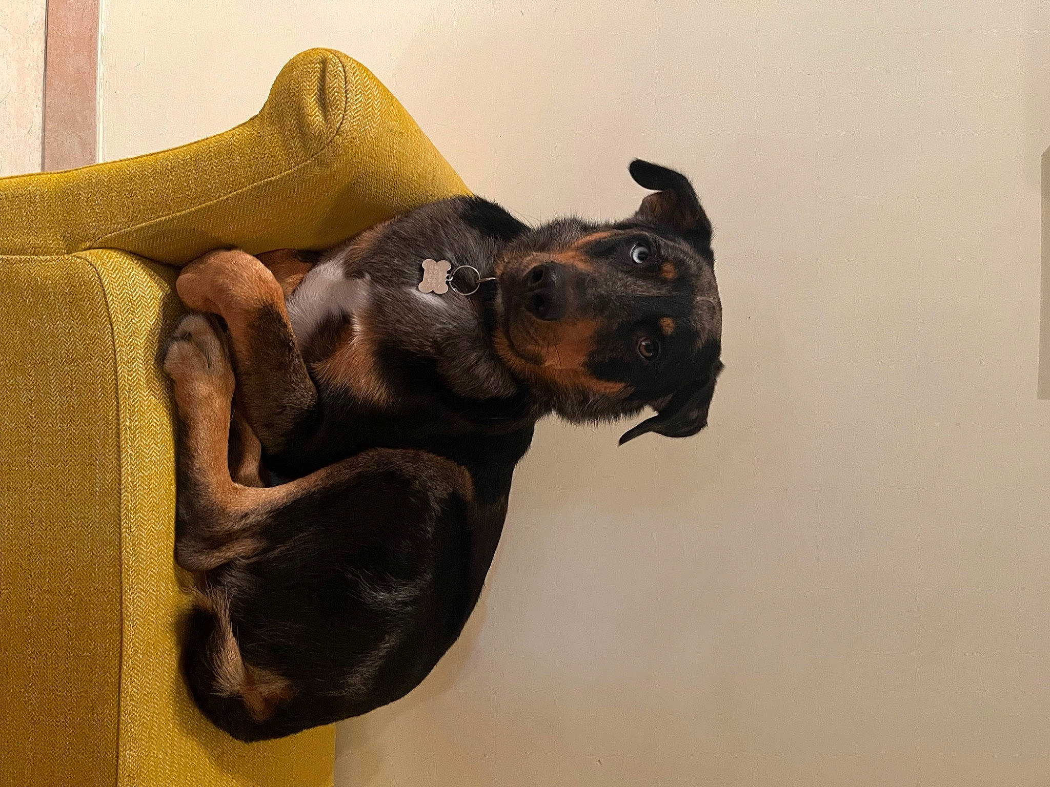 Ralph participe au concours pour gagner de l'argent avec cette photo : canidae, carnivore, comfort, companion_dog, dog, dog_breed, ear, fawn, guard_dog, liver, paw, pet_supply, reptile, snout, sporting_group, tail, terrestrial_animal, toy_dog, wood, working_animal