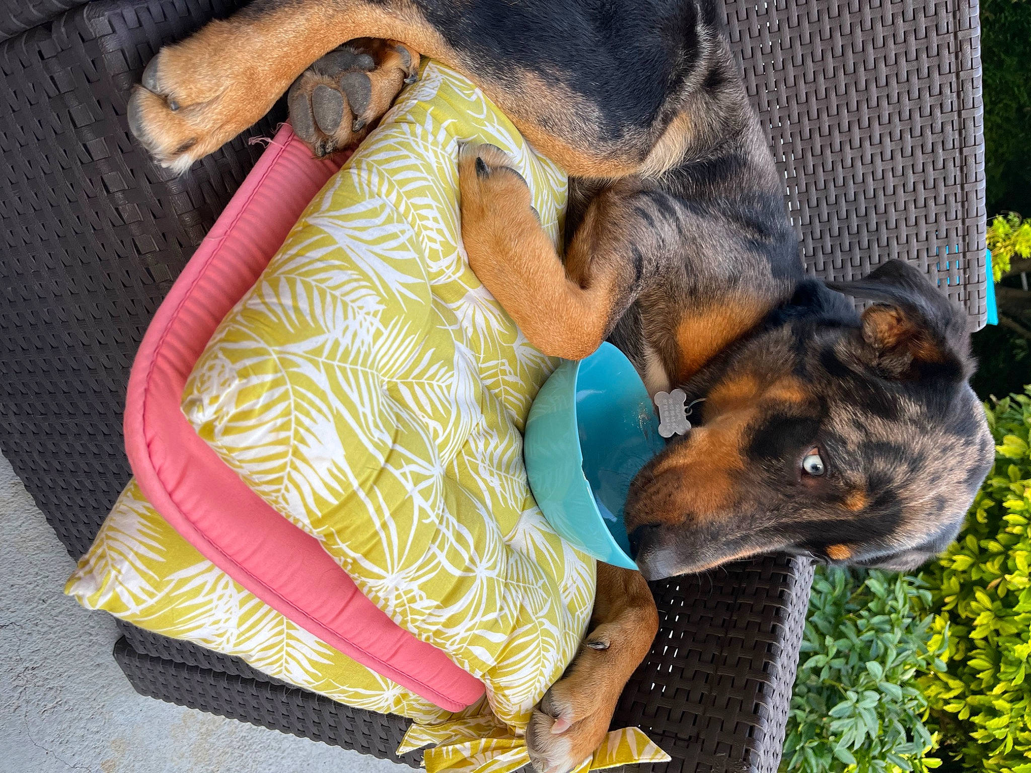 Ralph a rejoint le concours — aidez-le/la à gagner de superbes lots ! canidae, carnivore, collar, comfort, companion_dog, dobermann, dog, dog_breed, fawn, fur, german_shepherd_dog, guard_dog, herding_dog, old_german_shepherd_dog, pinscher, plant, snout, sporting_group, whiskers, working_animal