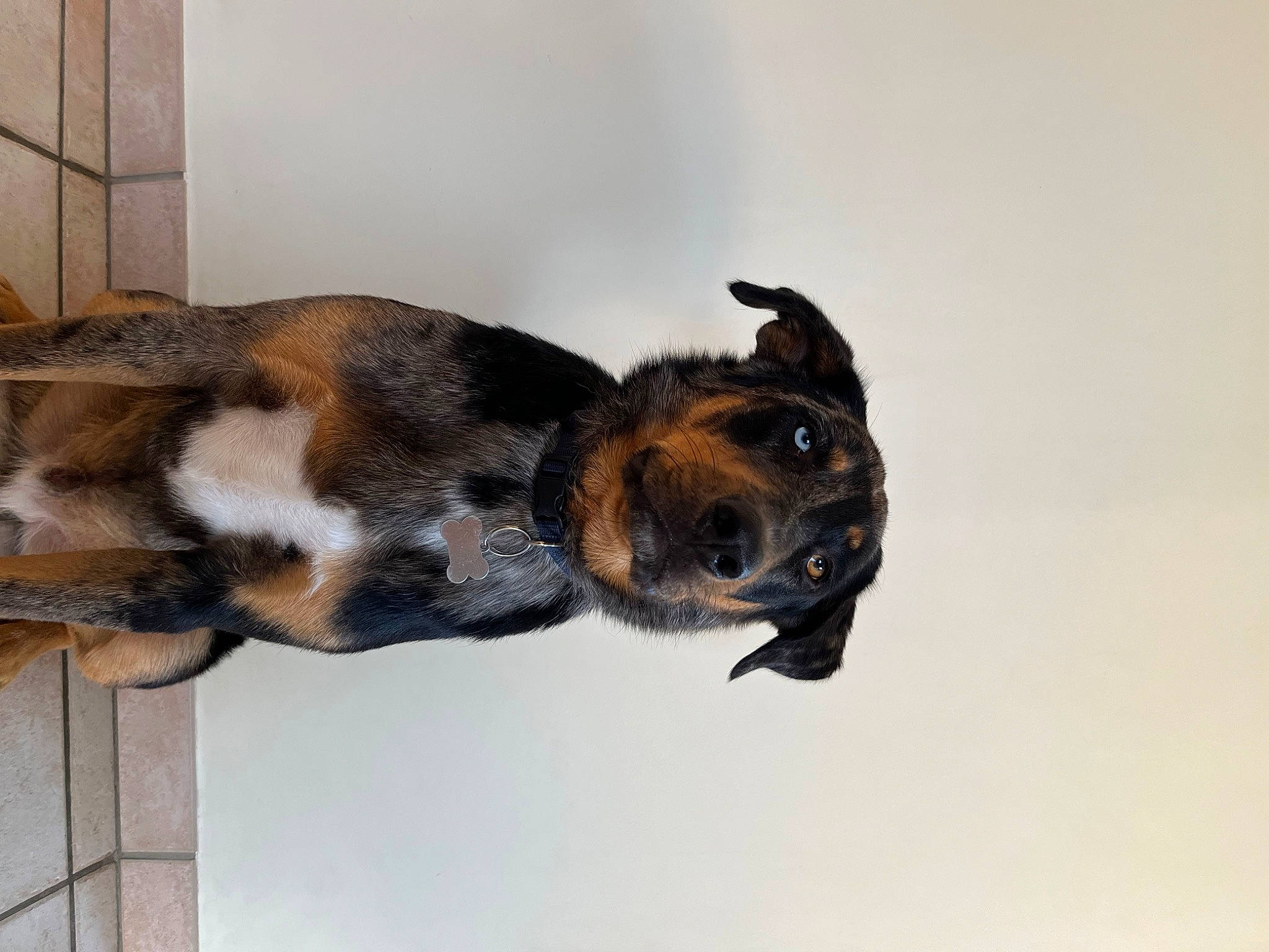 Ralph a rejoint le concours — aidez-le/la à gagner de superbes lots ! canidae, carnivore, collar, companion_dog, dog, dog_breed, ear, eye, fawn, fur, paw, pet_supply, scent_hound, snout, sporting_group, tail, terrestrial_animal, whiskers, working_animal, working_dog