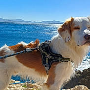 Thiago participe au concours pour gagner de l'argent avec cette photo : dog, outdoor, sea, rocks, harness, leash, sunlight, coast, water, sky, mountains, nature, pet, animal, daytime, fur, white, brown, canine, scenic