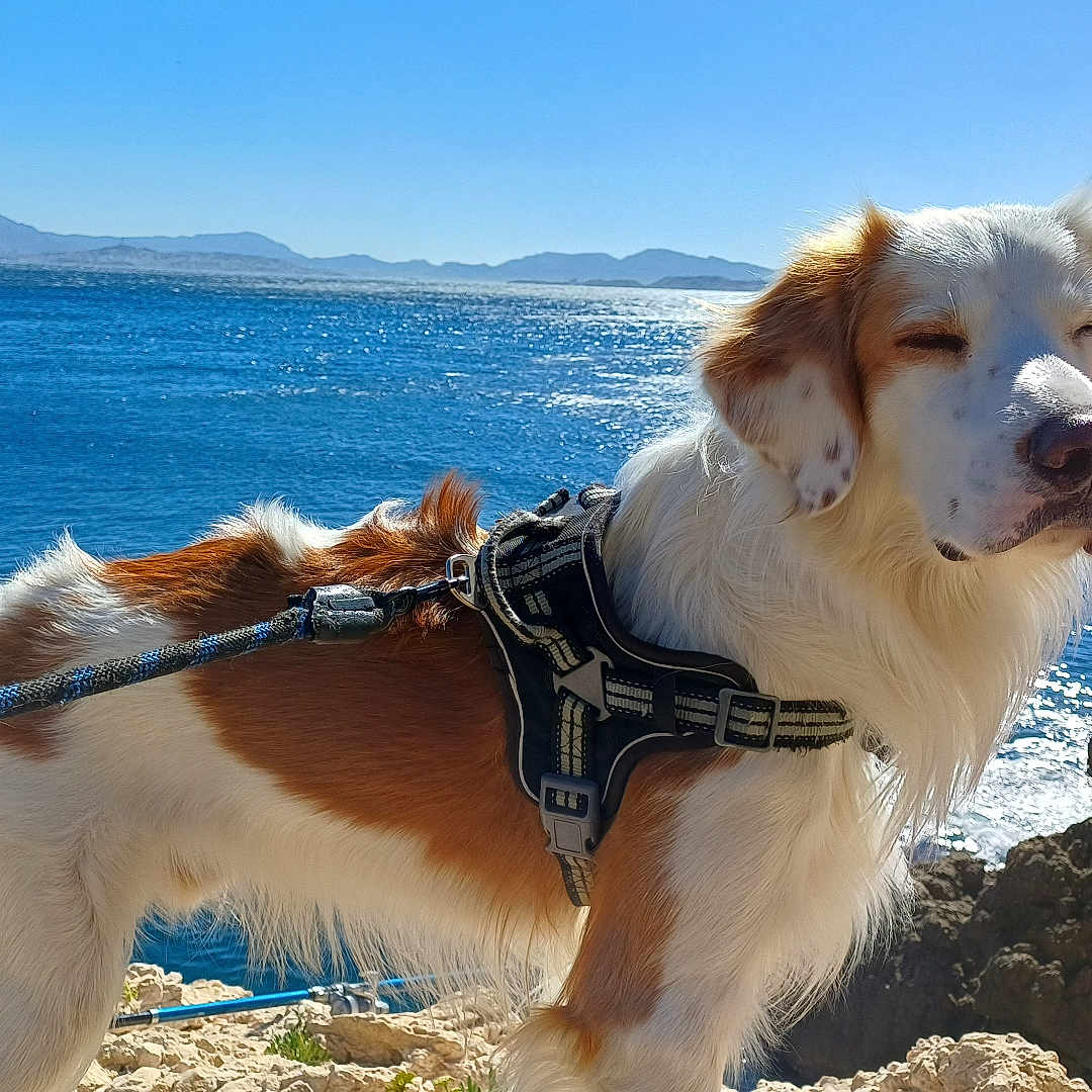 Thiago participe au concours pour gagner de l'argent avec cette photo : animal, brown, canine, coast, daytime, dog, fur, harness, leash, mountains, nature, outdoor, pet, rocks, scenic, sea, sky, sunlight, water, white