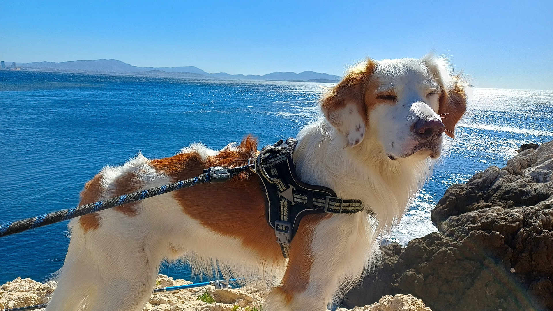 Thiago participe au concours pour gagner de l'argent avec cette photo : dog, outdoor, sea, rocks, harness, leash, sunlight, coast, water, sky, mountains, nature, pet, animal, daytime, fur, white, brown, canine, scenic
