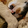 cat, calico, close_up, sleeping, paw, fur, whiskers, nose, blanket, cozy, cute, pet, animal, resting, soft, warm, indoor, feline, comfort, relaxation