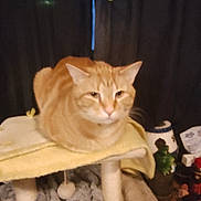 Diego joined the competition — help win amazing prizes! cat, orange_tabby, loaf, cat_tree, towel, indoor, pet, feline, cozy, sleepy, curtain, household_items, furniture, relaxed, domestic, animal, whiskers, ears, soft_fur, pet_accessory