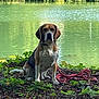 dog, beagle, leash, pond, water, greenery, grass, plants, nature, outdoor, sitting, pet, animal, canine, calm, daylight, ground, leaf, park, relax
