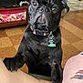 Edgar joined the competition — help win amazing prizes! dog, pug, black_dog, pet, indoor, legs, tattoo, floor, wooden_furniture, collar, tag, cute, looking_up, paw, animal, companion, home, canine, expression, pet_tag