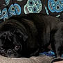Edgar is registered to the contest to win money with this photo: dog, pug, black_dog, pet, sleepy, couch, blanket, indoor, fur, animal, face, resting, cute, companion, domestic_animal, snout, ears, eyes, relaxing, home