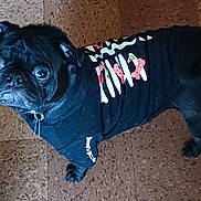 Edgar is registered to the contest to win money with this photo: dog, pug, black_dog, pet, clothing, sweater, floor, tile_floor, indoor, looking_up, cute, animal, paw, collar, canine, small_dog, fur, companion, domestic_animal, adorable