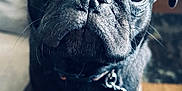 Edgar joined the competition — help win amazing prizes! dog, pug, black_dog, pet, close_up, animal, indoor, cute, face, whiskers, collar, sitting, canine, fur, eyes, nose, expression, texture, blurred_background, curious