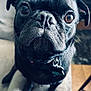 dog, pug, black_dog, pet, close_up, animal, indoor, cute, face, whiskers, collar, sitting, canine, fur, eyes, nose, expression, texture, blurred_background, curious