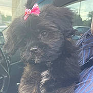 Bella is registered to the contest to win money with this photo: adult, affenpinscher, animal, canine, car, car_interior, cushion, dog, homedecor, machine, male, man, person, pet, poodle, puppy, spoke, terrier, transportation, vehicle