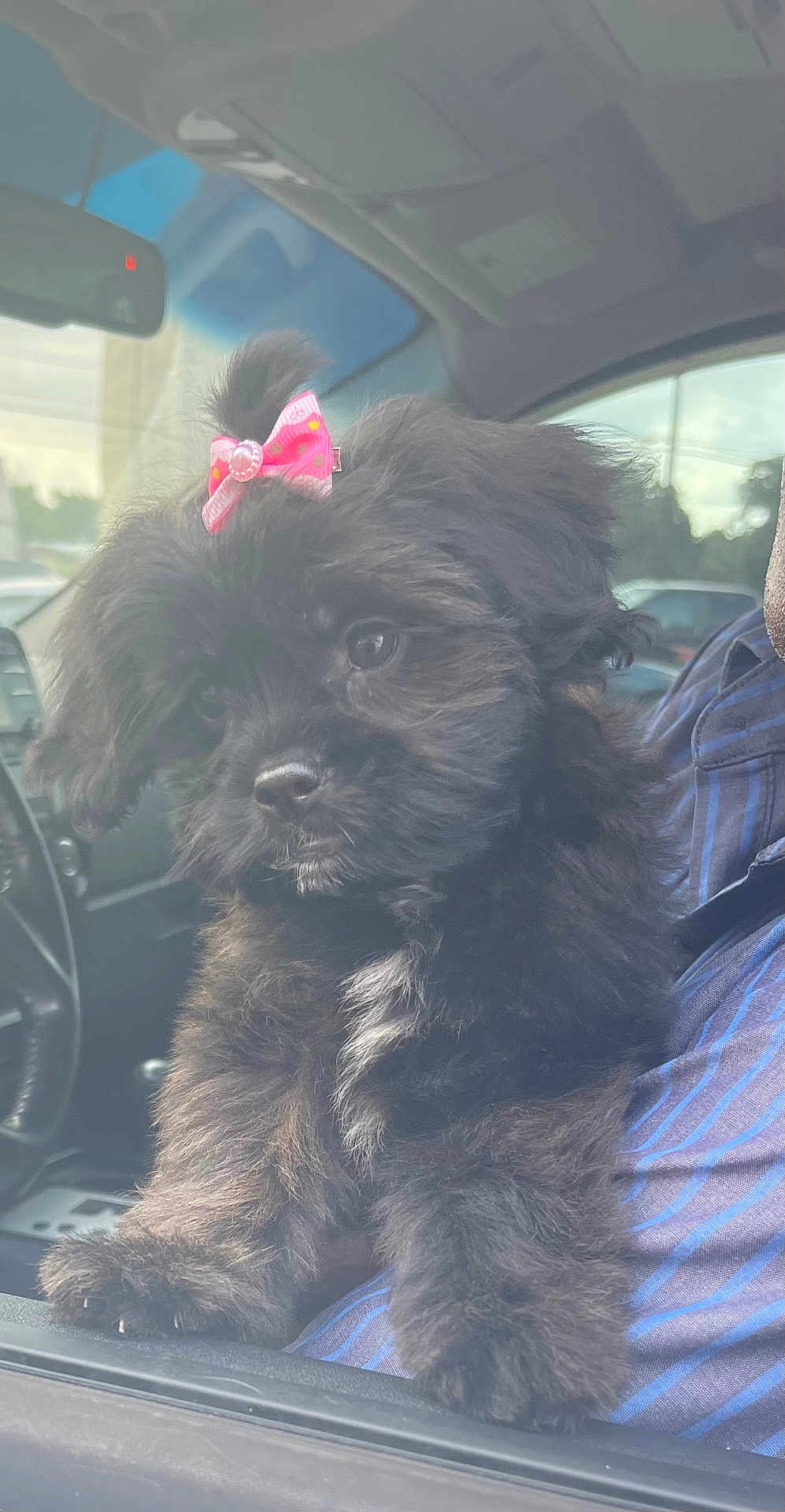 Bella is registered to the contest to win money with this photo: adult, affenpinscher, animal, canine, car, car_interior, cushion, dog, homedecor, machine, male, man, person, pet, poodle, puppy, spoke, terrier, transportation, vehicle
