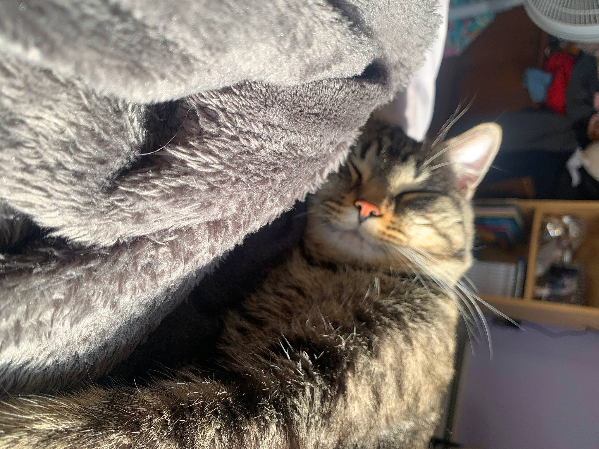 Gatsby is registered to the contest to win money with this photo: carnivore, cat, claw, comfort, domestic_short_haired_cat, felidae, fur, grey, mechanical_fan, paw, small_to_medium_sized_cats, snout, tail, terrestrial_animal, whiskers, wildlife, window