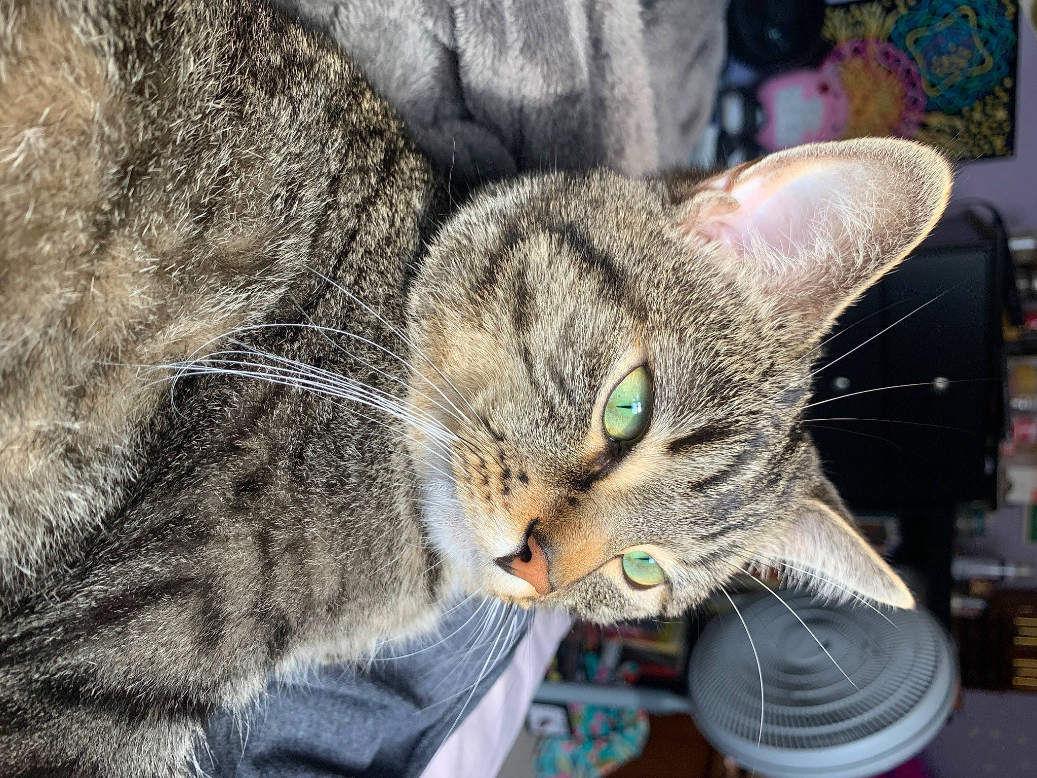 Gatsby is registered to the contest to win money with this photo: bobcat, carnivore, cat, claw, comfort, domestic_short_haired_cat, eye, felidae, fur, grass, lynx, nap, paw, sitting, small_to_medium_sized_cats, snout, terrestrial_animal, tree, whiskers, wildlife