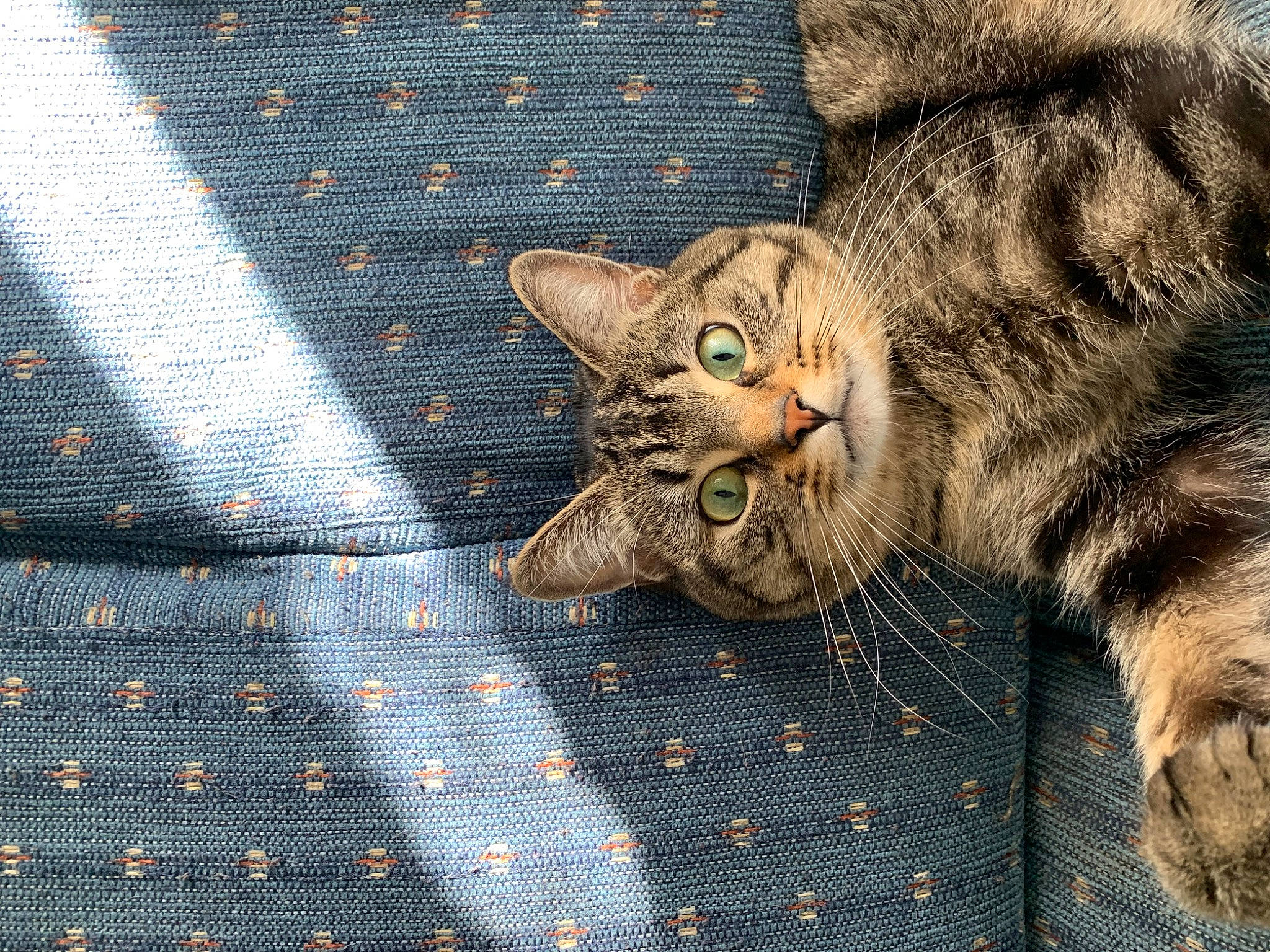 Gatsby is registered to the contest to win money with this photo: carnivore, cat, claw, denim, domestic_short_haired_cat, electric_blue, eye, felidae, fur, pattern, paw, sitting, small_to_medium_sized_cats, snout, tail, terrestrial_animal, whiskers, wildlife