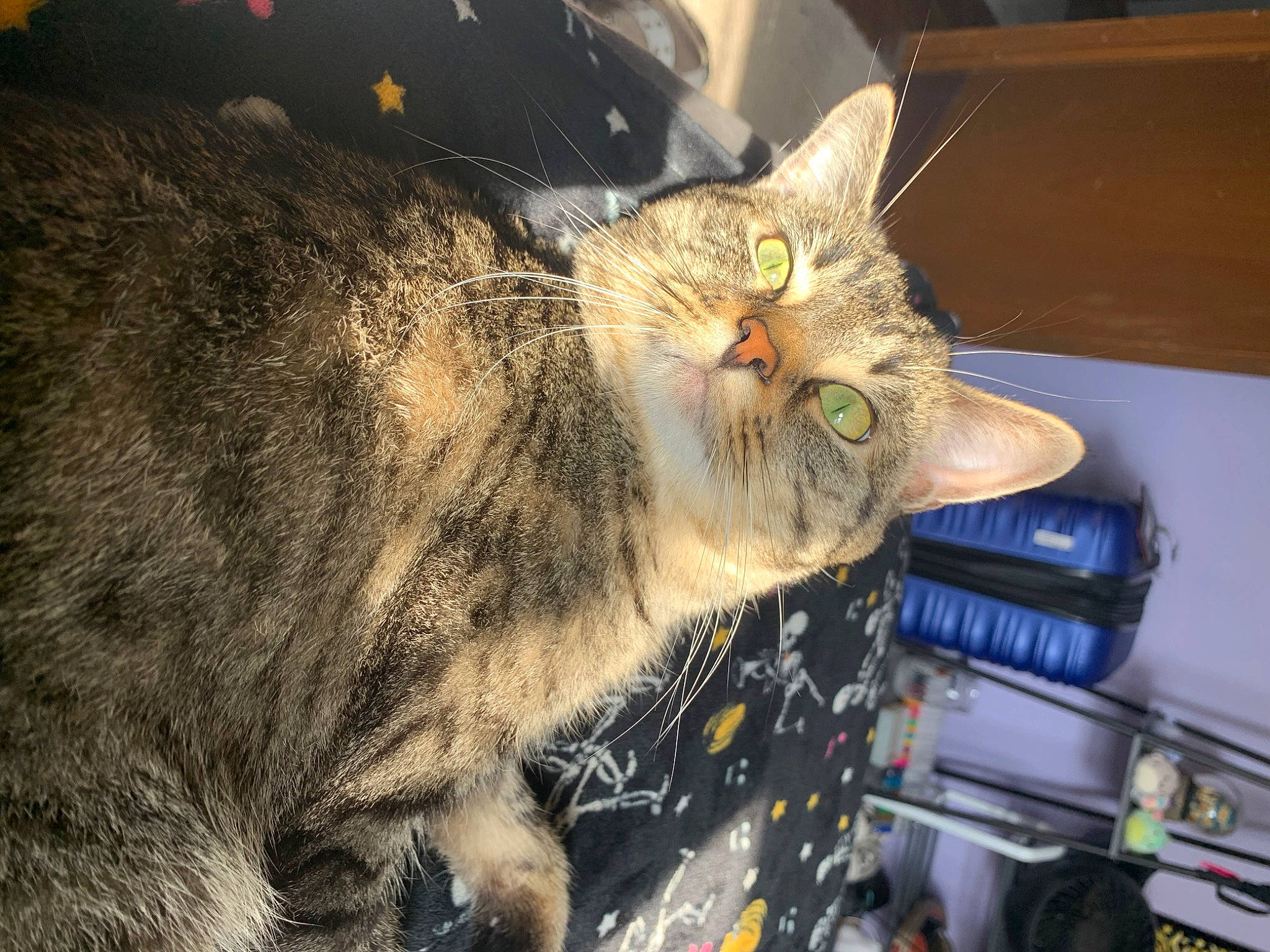 Gatsby is registered to the contest to win money with this photo: carnivore, cat, domestic_short_haired_cat, felidae, fur, paw, small_to_medium_sized_cats, snout, tail, terrestrial_animal, whiskers, wildlife