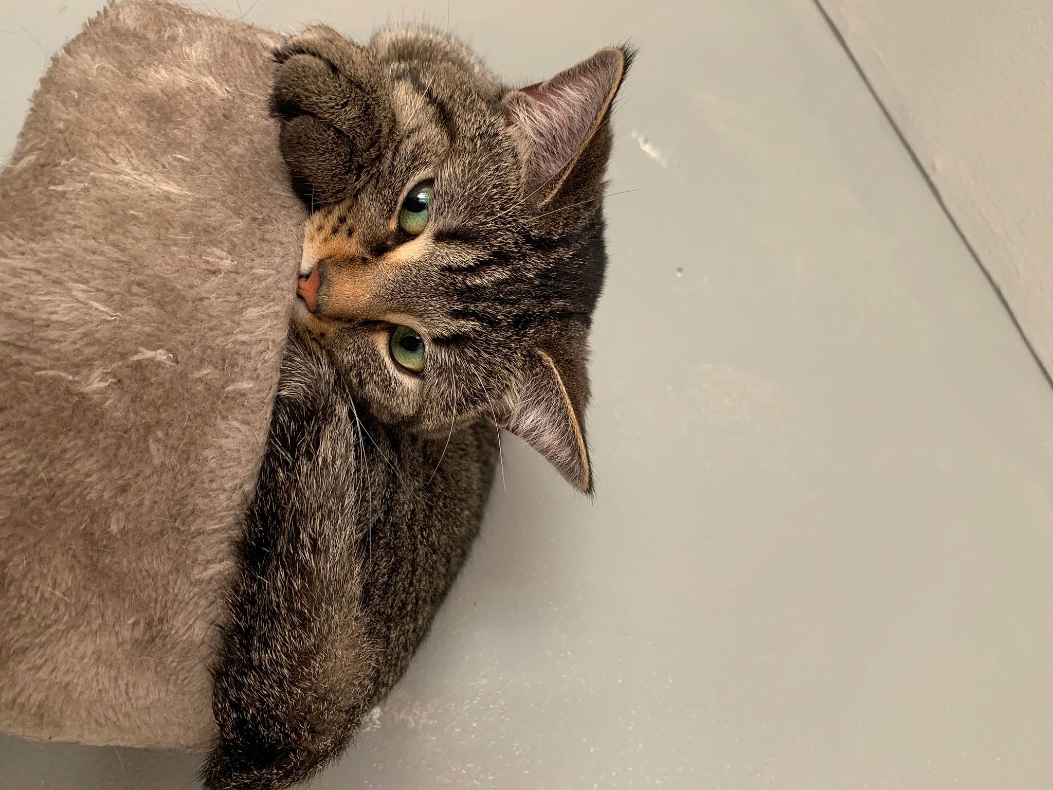 Gatsby is registered to the contest to win money with this photo: art, carnivore, cat, claw, domestic_short_haired_cat, ear, felidae, fur, paw, small_to_medium_sized_cats, snout, tail, terrestrial_animal, visual_arts, whiskers