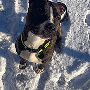 Kyära a rejoint le concours — aidez-le/la à gagner de superbes lots ! dog, brindle, snow, collar, outdoor, footprints, pet, animal, winter, sunlight, canine, curious, sitting, nature, daylight, playful, mammal, fur, ears, nose