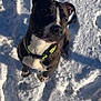dog, brindle, snow, collar, outdoor, footprints, pet, animal, winter, sunlight, canine, curious, sitting, nature, daylight, playful, mammal, fur, ears, nose