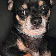 Jackson is registered to the contest to win money with this photo: black_and_tan, chihuahua, close_up, collar, dog, ear, expression, eyes, face, flash, fur, indoor, looking_at_camera, muzzle, nose, paw, pet, portrait, small_dog, whiskers