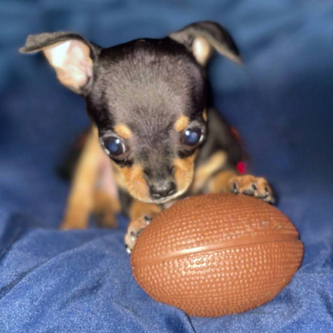 Jasper is registered to the contest to win money with this photo: ball, canidae, carnivore, chihuahua, companion_dog, corgi_chihuahua, cricket_ball, dog, dog_breed, fawn, fur, macro_photography, paw, russkiy_toy, terrestrial_animal, toy_dog, whiskers, working_animal