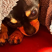 Jasper joined the competition — help win amazing prizes! blanket, blanket_fold, canine, closeup, comfort, cozy, dog, eye, fur, indoor, nose, paw, pet, portrait, puppy, red_fabric, resting, sleepy, snout, textile