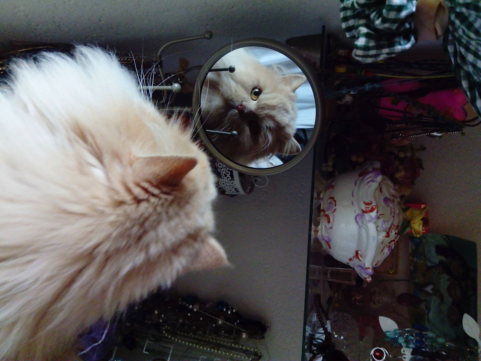 Fripouille a rejoint le concours — aidez-le/la à gagner de superbes lots ! carnivore, cat, claw, domestic_short_haired_cat, fawn, felidae, fur, paw, ragdoll, room, small_to_medium_sized_cats, snout, tail, whiskers