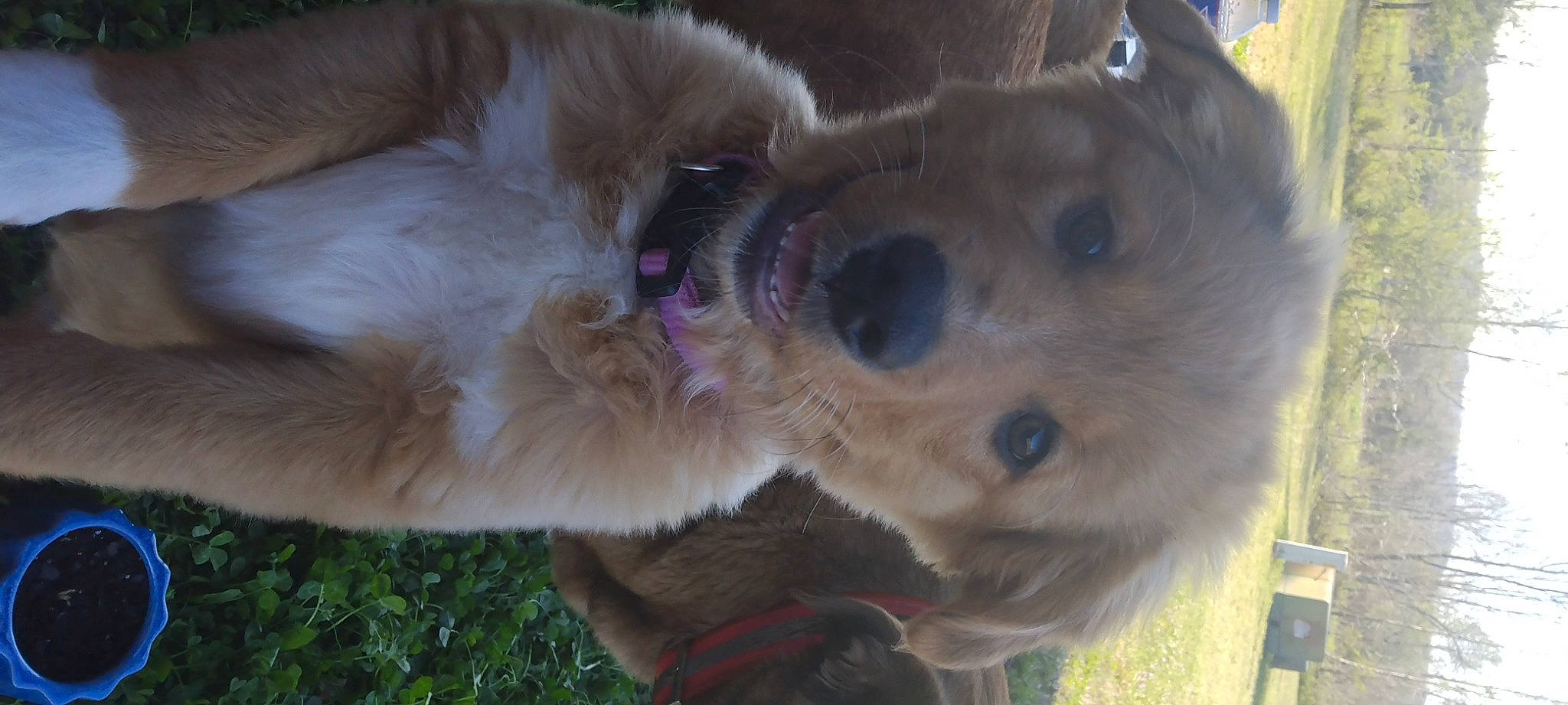 Buttercup is registered to the contest to win money with this photo: canidae, carnivore, collar, companion_dog, dog, dog_breed, dog_collar, dog_supply, fawn, fur, non_sporting_group, paw, pet_supply, puppy, snout, sporting_group, tail, terrier, whiskers, working_animal