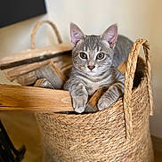 Grisette a rejoint le concours — aidez-le/la à gagner de superbes lots ! cat, kitten, basket, wood, indoor, gray_tabby, pet, animal, curious, wooden_pieces, woven_basket, cute, feline, fur, young, relaxed, domestic_cat, close_up, portrait, eyes
