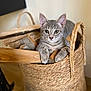cat, kitten, basket, wood, indoor, gray_tabby, pet, animal, curious, wooden_pieces, woven_basket, cute, feline, fur, young, relaxed, domestic_cat, close_up, portrait, eyes