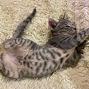 Grisette a rejoint le concours — aidez-le/la à gagner de superbes lots ! animal, cat, cute, feline, fluffy_carpet, fur, gray_tabby, indoor, kitten, paw, pet, playful, relaxed, resting, soft_texture, spotted_belly, stretching, tail, whiskers, young_cat