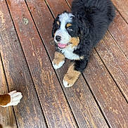 Shawdow joined the competition — help win amazing prizes! bernese_mountain_dog, puppy, dog, wooden_deck, pet, animal, fur, outdoor, playful, happy, paw, canine, companion, cute, young, smiling, tongue, friendly, domestic_animal, nature